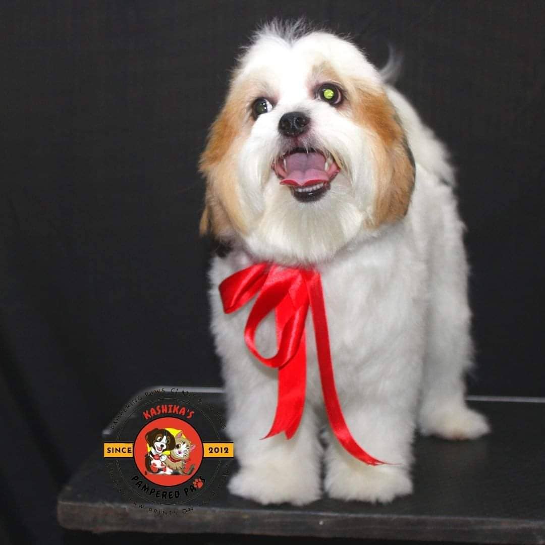 kashikaspp's tweet photo. Photoshoot in the house.. 
We are trying to create a moment for your pet.. 
Grooming, photoshoots and much more.. 
Let your pet have a pampering day at kpp. 
we have spicey,kyro,bahubali and toffee in the house..
#kashikaspamperedpaws #kolkata #kolkatagram #petsalonkolkata https://t.co/E4E7KNYvwO