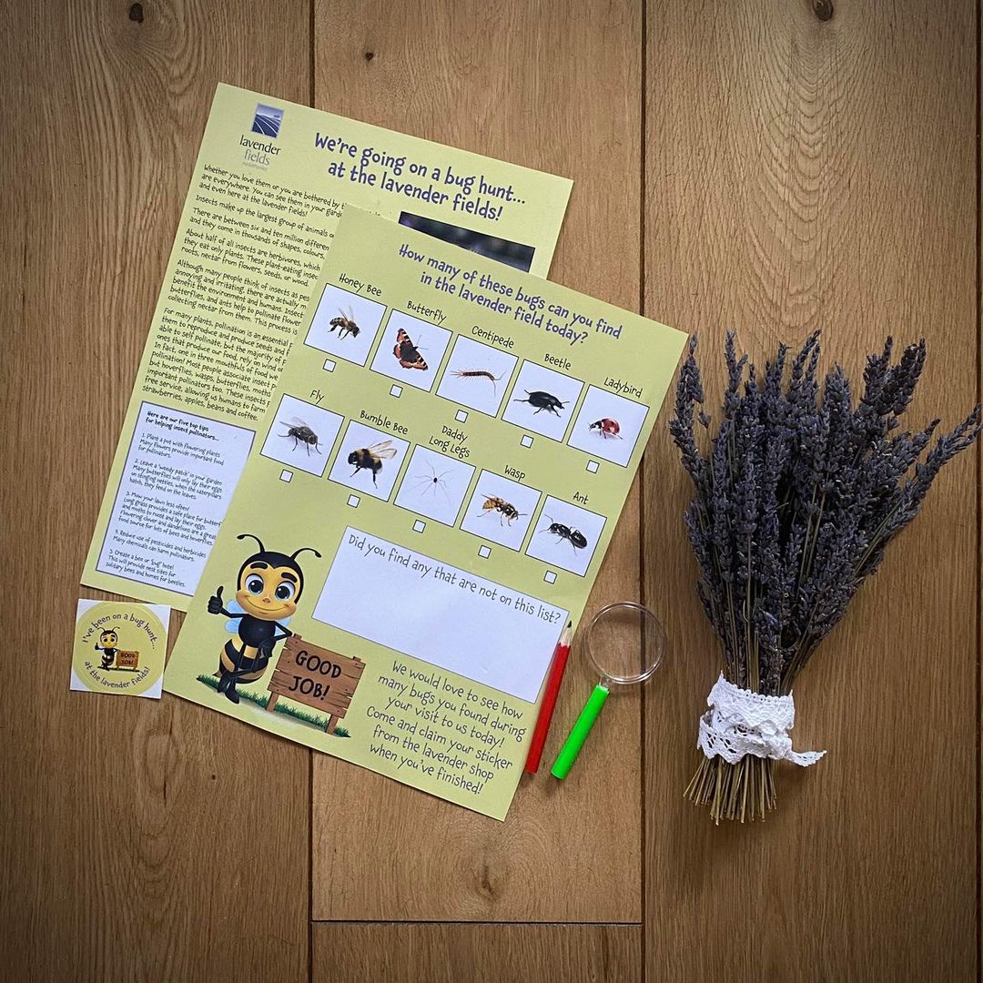 The Lavender Fields, Selborne (@lavenderfields2) on Twitter photo The field is now #open! Why not bring a picnic? 
No need to book. Pop into the lavender shop to purchase your tickets. #FREE Bug Hunt Kit with every child ticket purchase. #lavenderfields #hampshirelavender #hampshire #daysout #bughunt #lavender #uklavenderfield #selborne #alton The field is now #open! Why not bring a picnic? 
No need to book. Pop into the lavender shop to purchase your tickets. #FREE Bug Hunt Kit with every child ticket purchase. #lavenderfields #hampshirelavender #hampshire #daysout #bughunt #lavender #uklavenderfield #selborne #alton