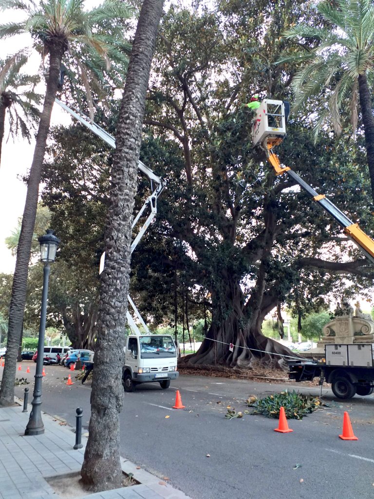 Trabajos de poda hoy en el árbol de mayor volumen de Valencia. Árbol catalogado y monumental con protección legal.
Duración de los trabajos: 3 jornadas con dos equipos completos.
Solo corte de ramas de máximo 10 cm de calibre.
🌳 Ficus macrophylla
🏡 Paseo de la Alameda.