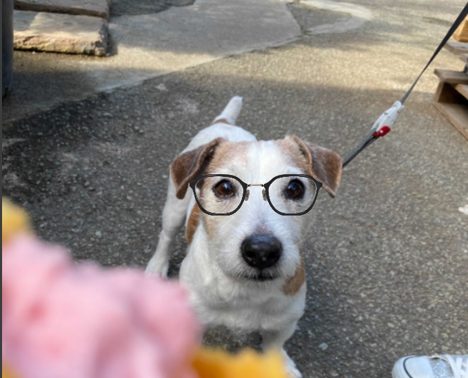 JINS_PR's tweet photo. ／
📣毎月1日は #JINSワンDAY 
＼

ということで、ワンちゃんのメガネ姿をお届け🐶！

みなさんのワンちゃんもリプライに送ってくれたらうれしいな🥺💖
#JINS #バーチャル試着 https://t.co/dC4GQy5m8p