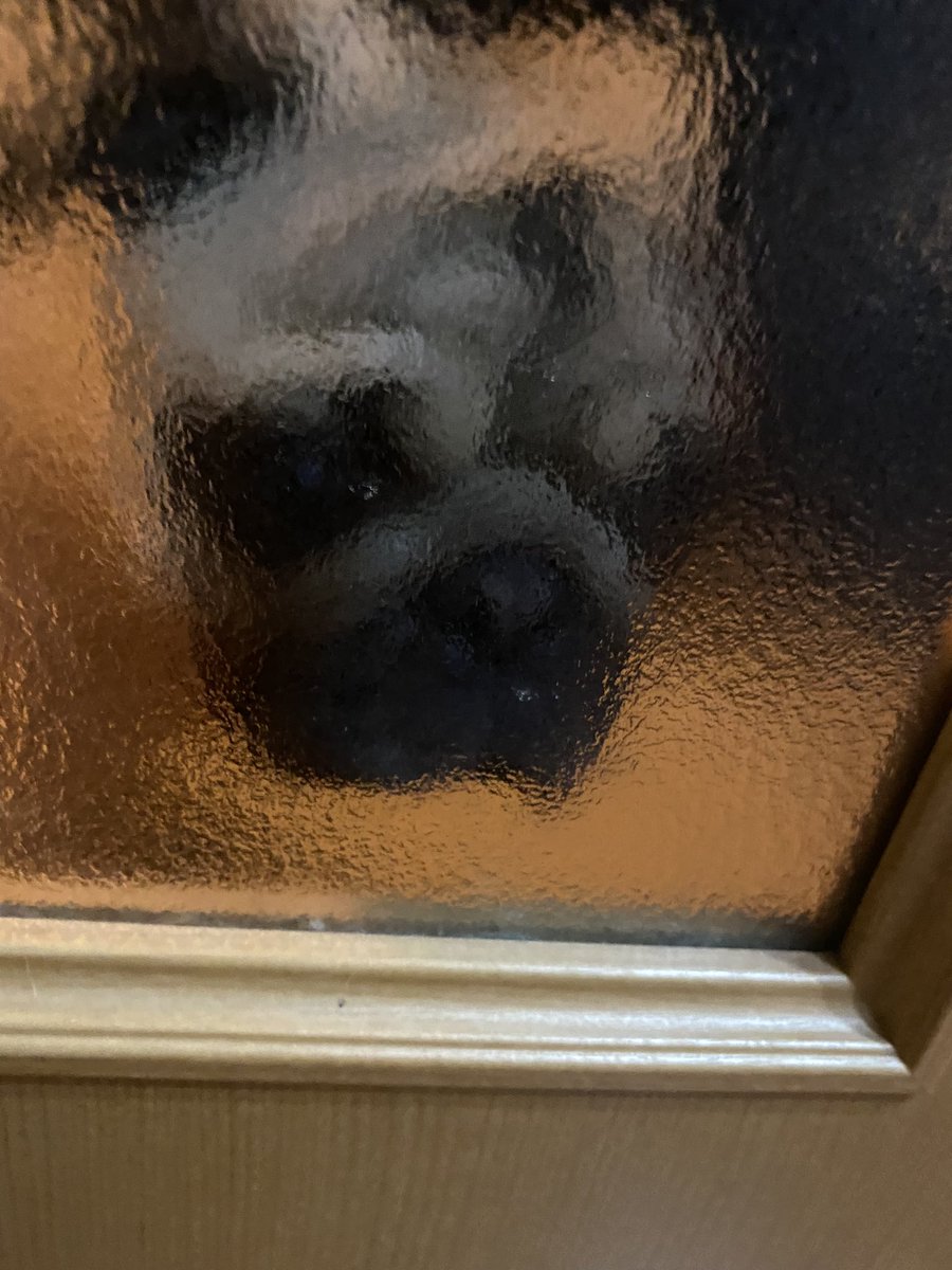 zangithepug0420's tweet photo. 玄関で仕事をする私VSざんぎ https://t.co/uIQghTuRNP