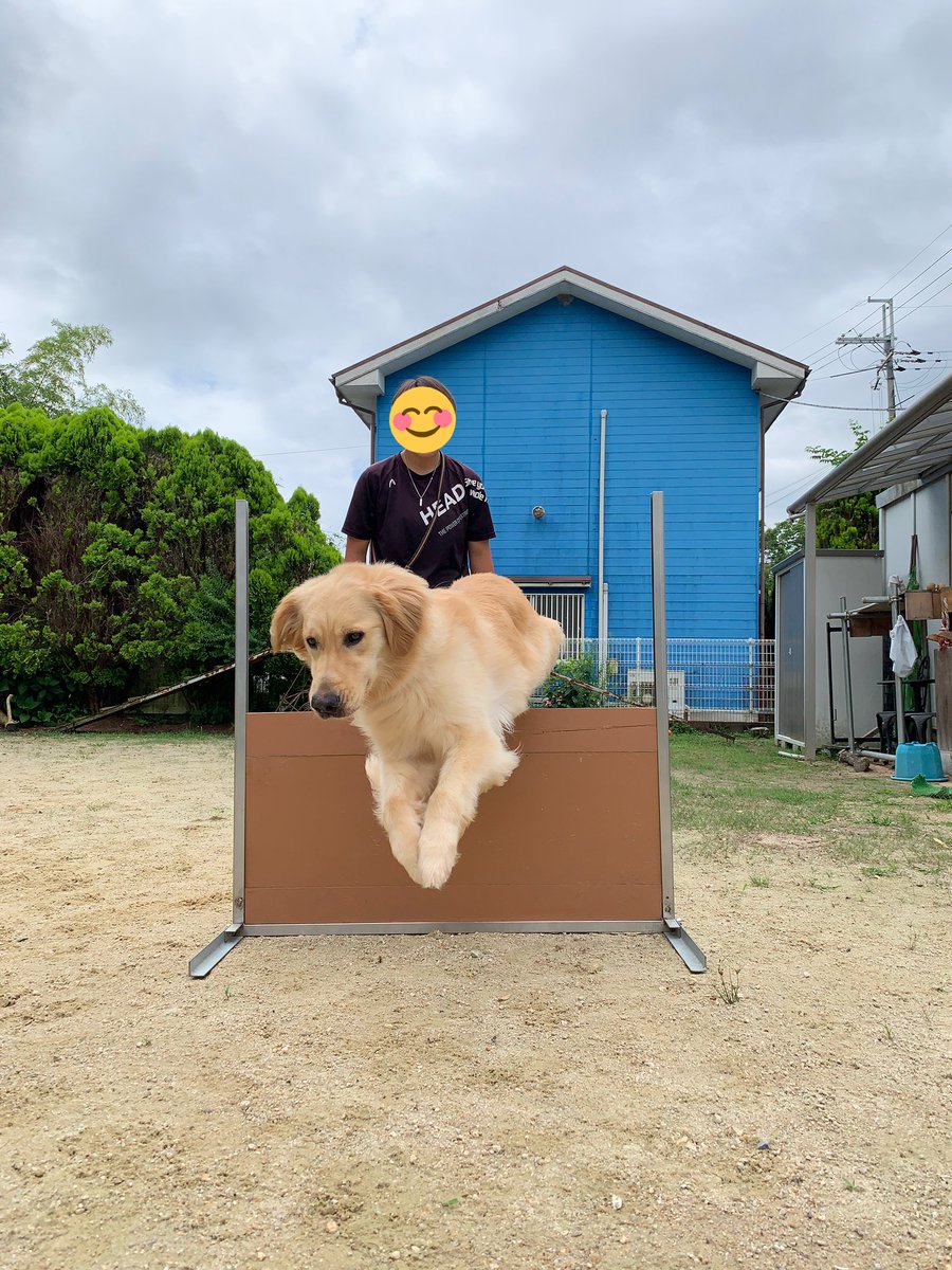 33dog_staff's tweet photo. ティアラちゃん♪
障害飛越をトレーニングゥ〜！
#ゴールデンレトリバー #トレーニング
#しつけ #遊び ＃障害飛越 #ジャンプ https://t.co/ClZItDj4iL
