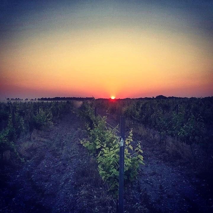 LocultoSe4's tweet photo. Just Wine, no words just pure nature & care @malapartewine #spanishwine #lowintervention #lowinterventionwine #rawwine #artisanproducers #limitedproduction #winetoenjoy #honestwine https://t.co/GJJBUOvOMk