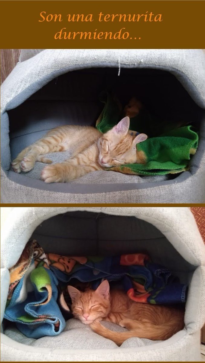 Deimos y Fobos ❤️❤️