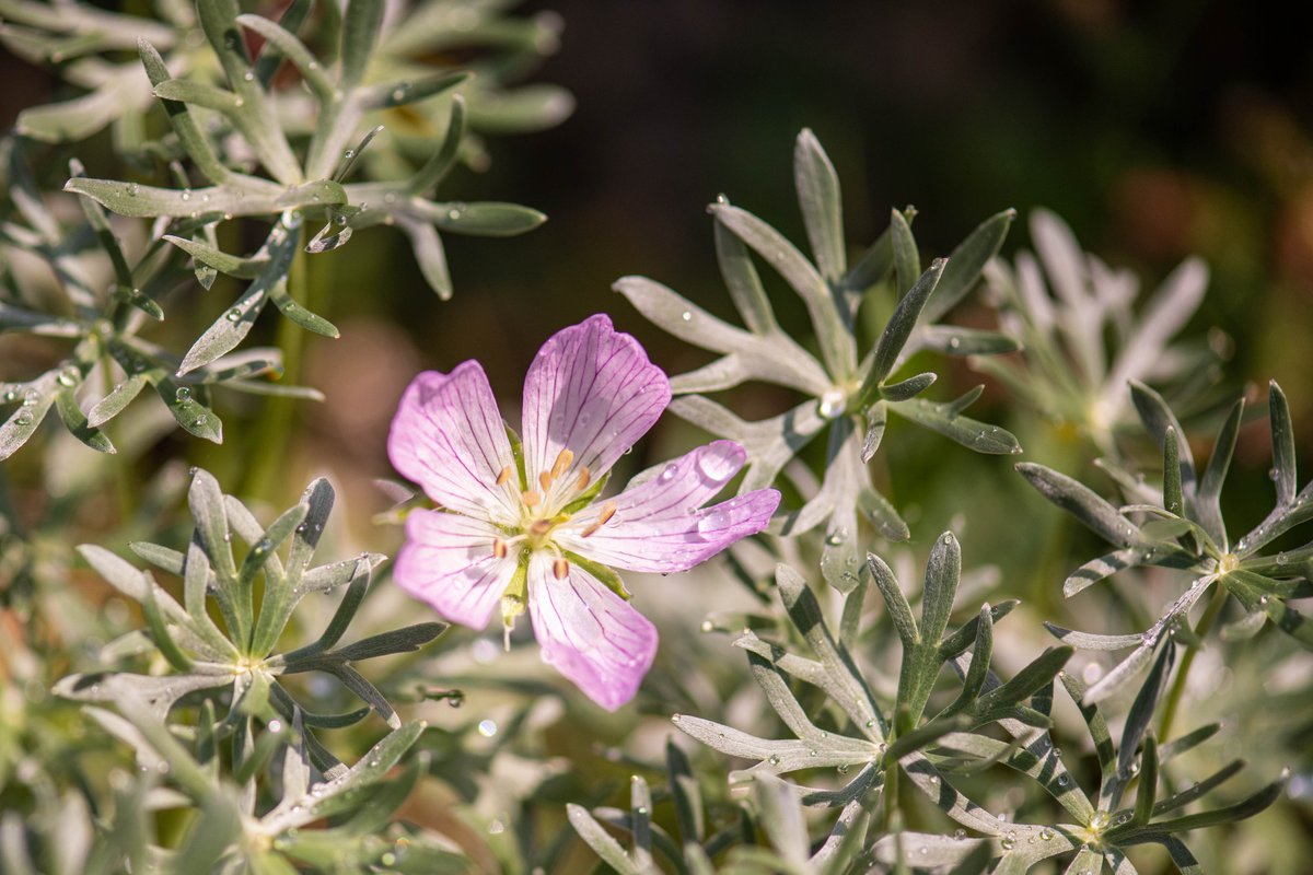 JAVNO VODSTVO po Alpskem botaničnem vrtu Juliana v Trenti, 3. 7. 2021, ob 11., 12., in 13. uri. Vstopnina  po ceniku, vodenje je brezplačno. Pridržujemo si pravico, da v primeru izredno slabega vremena napovedane dogodke odpovemo. Fotografiji: David Kunc
pms-lj.si/juliana/si/nac…