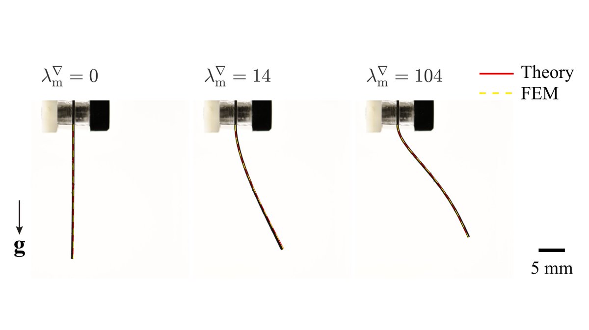flexlab_epfl's tweet photo. More on the theme of magneto-elastic structures: we also submitted this paper on hard-magnetic beams in 2D deformation. We build upon the pioneering work of Shawn Chester &amp; @ProfZhaoMIT on MREs to now consider gradient fields. Work by the mechgicians @DongYan_Mech @arefeh_abbasi https://t.co/CqqqucHLwE
