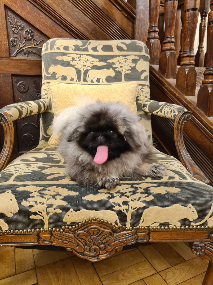 RowtonHall's tweet image. We have had some very important guests staying with us. Humphrey the magestic Chow Chow (Wants to be a Lion!) and Captain Fur Potato (90% fluff 100% cute) we hope you enjoyed
your stay with us. @KerryDaynes