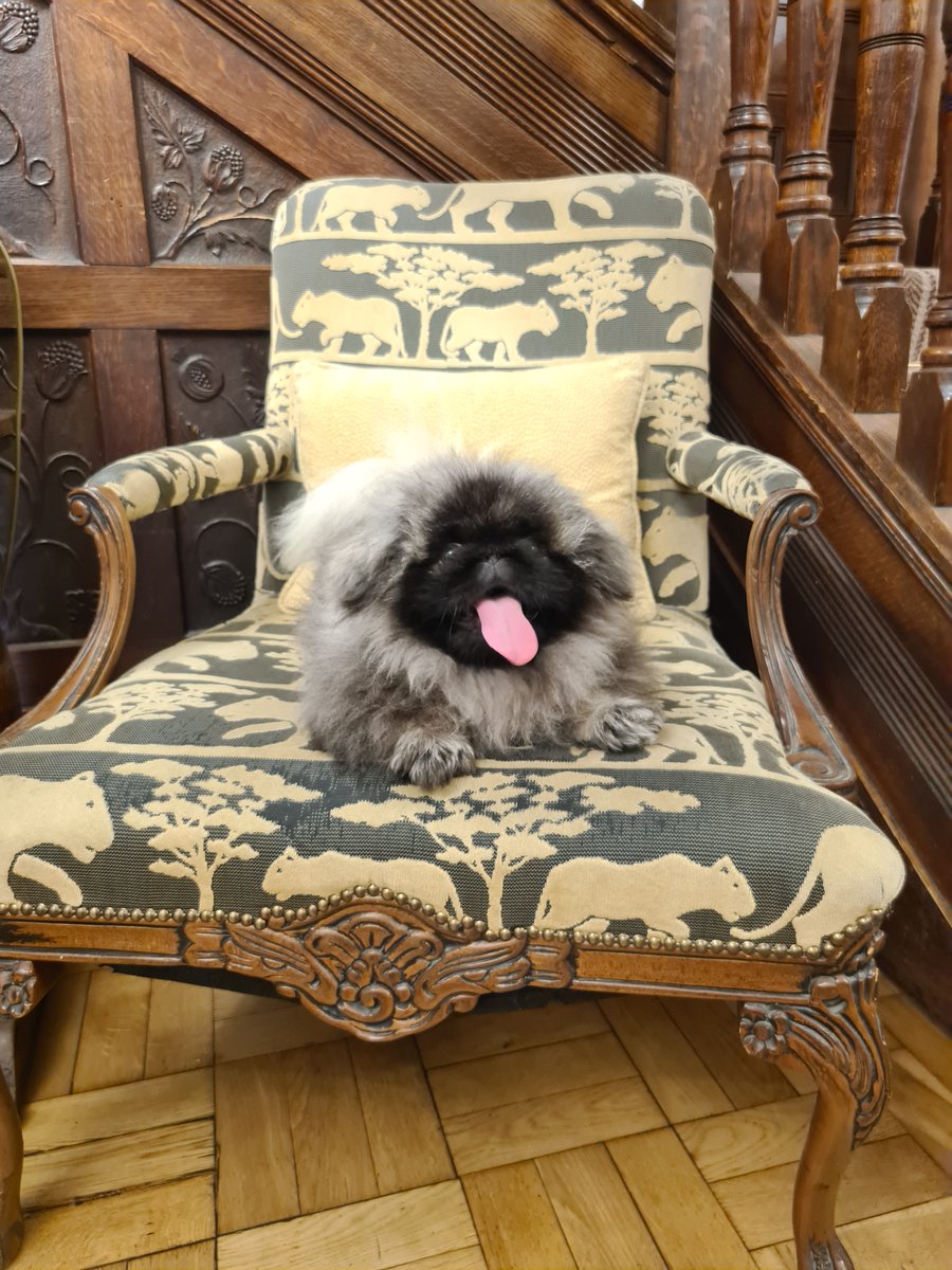 RowtonHall's tweet image. We have had some very important guests staying with us. Humphrey the magestic Chow Chow (Wants to be a Lion!) and Captain Fur Potato (90% fluff 100% cute) we hope you enjoyed
your stay with us. @KerryDaynes