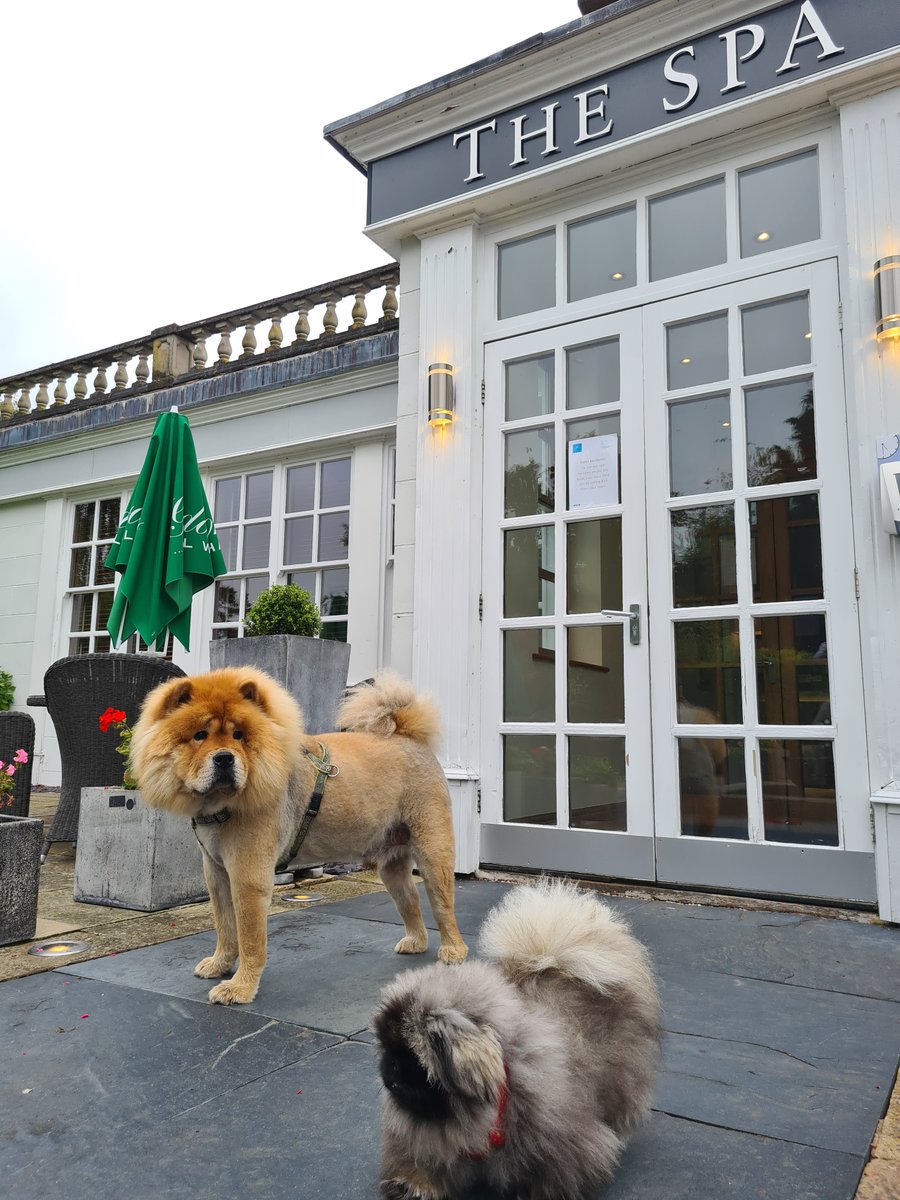 RowtonHall's tweet image. We have had some very important guests staying with us. Humphrey the magestic Chow Chow (Wants to be a Lion!) and Captain Fur Potato (90% fluff 100% cute) we hope you enjoyed
your stay with us. @KerryDaynes