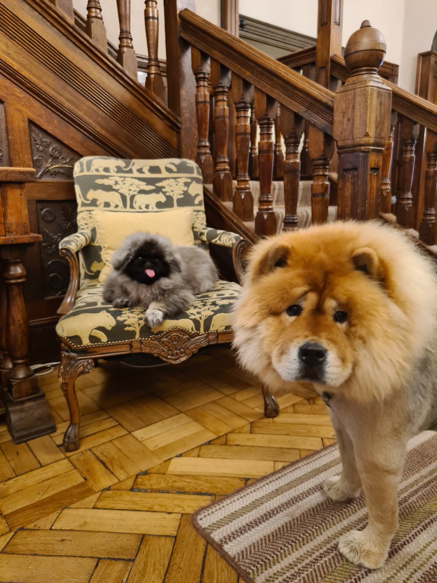 We have had some very important guests staying with us. Humphrey the magestic Chow Chow (Wants to be a Lion!) and Captain Fur Potato (90% fluff 100% cute) we hope you enjoyed
your stay with us. <a href="/KerryDaynes/">Kerry Daynes - not just a 'tv psychologist'</a>