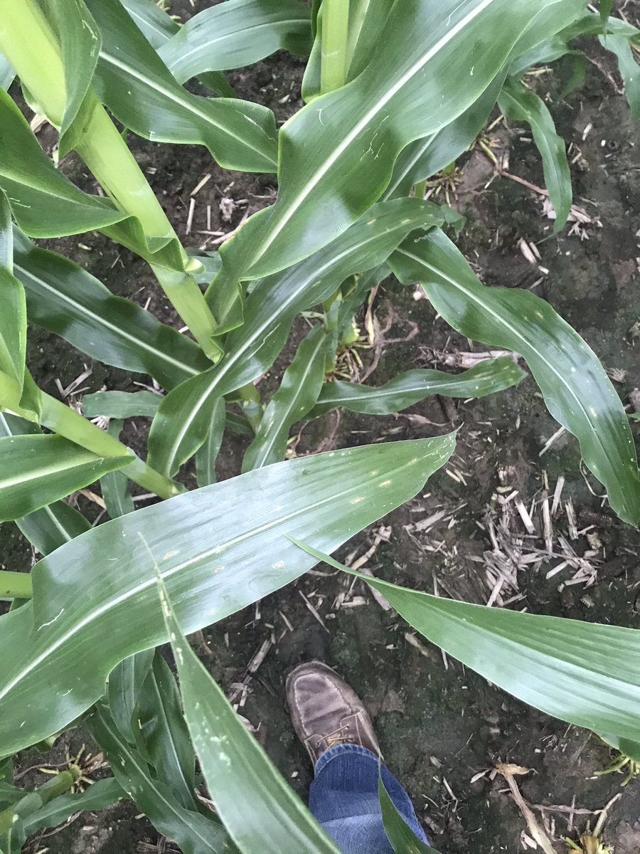I normally lean towards an R2 fung application when earleaf and next 2 leaves down are clean at VT. This year we have grey leaf spot on earleaf or next leaf down. VT=time to apply.  Prioritize corn on corn. Only drawback is less residual to help when southern rust arrives