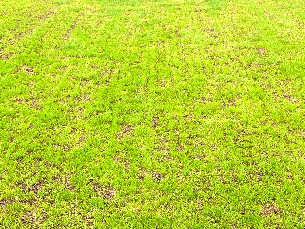 Toop Turf Maintenance (@ctoop_golfmaint) on Twitter photo Really pleased with the overseeding results and progress so far being trialed on a section of the reservoir top at Aquarius Golf Club. #winning #PositiveVibes #golf <a href="/EnglandGolf/">England Golf</a> <a href="/BarenbrugUK/">Barenbrug UK</a> <a href="/CollierTurfCare/">Collier Turf Care</a> Really pleased with the overseeding results and progress so far being trialed on a section of the reservoir top at Aquarius Golf Club. #winning #PositiveVibes #golf <a href="/EnglandGolf/">England Golf</a> <a href="/BarenbrugUK/">Barenbrug UK</a> <a href="/CollierTurfCare/">Collier Turf Care</a>