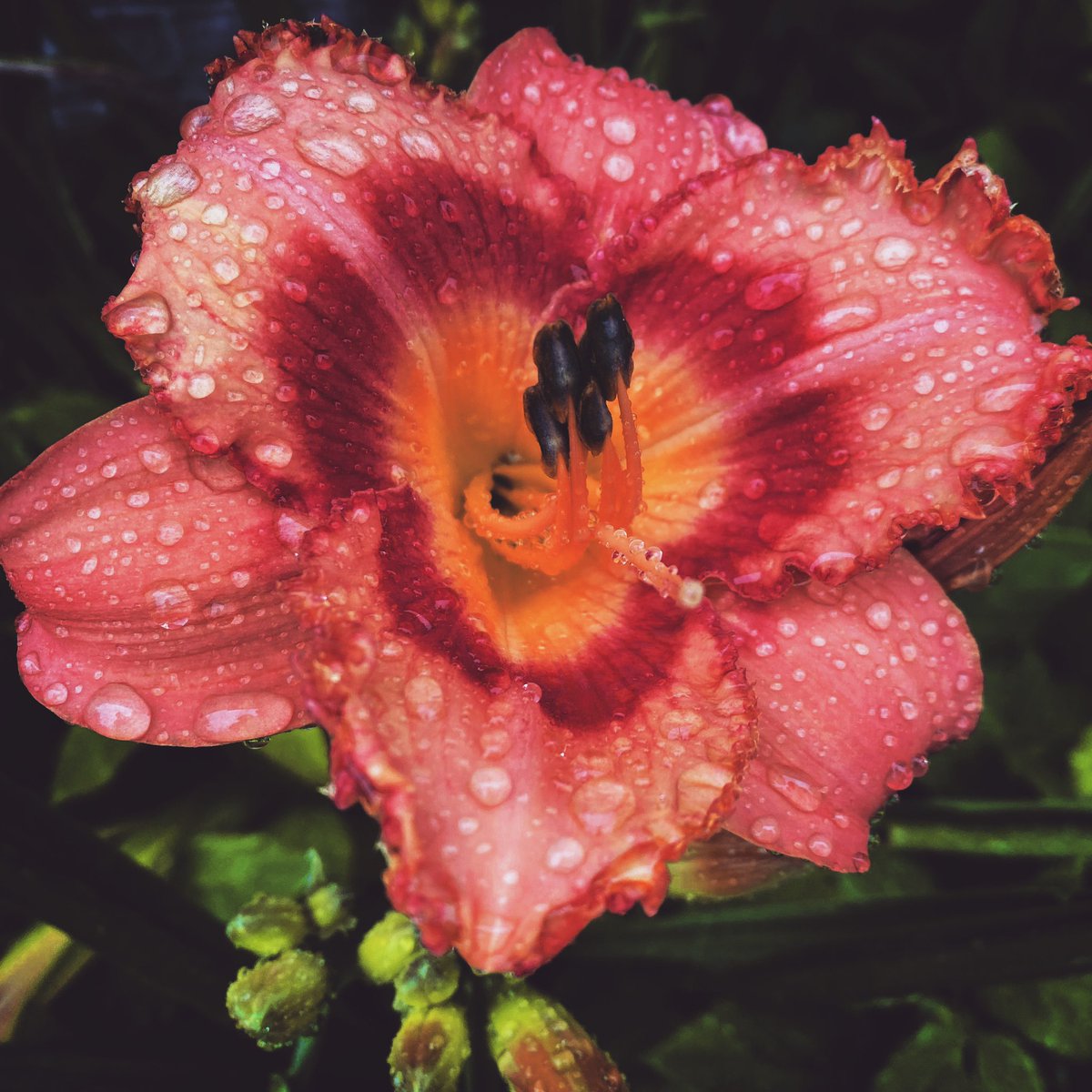 TheSarahEllie's tweet photo. "Rain came pouring down when I was drowning; That's when I could finally breathe." 
•
•
•
#rihmommy #imissyou #loveneverdies #thursday #flowerstagram #bloom #rain #peace #raindrops #iloveyou #mom https://t.co/WHyOthZuVg