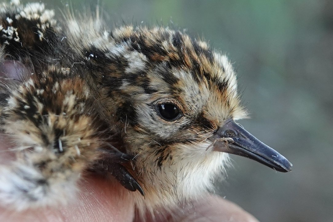 KoivulaKari's tweet photo. Sleepy dunlin chick. The last survived nest for this season hatched in the morning. #dunlinproject #Liminganlahti #BalticSea #ornithology https://t.co/G144hG2cYn