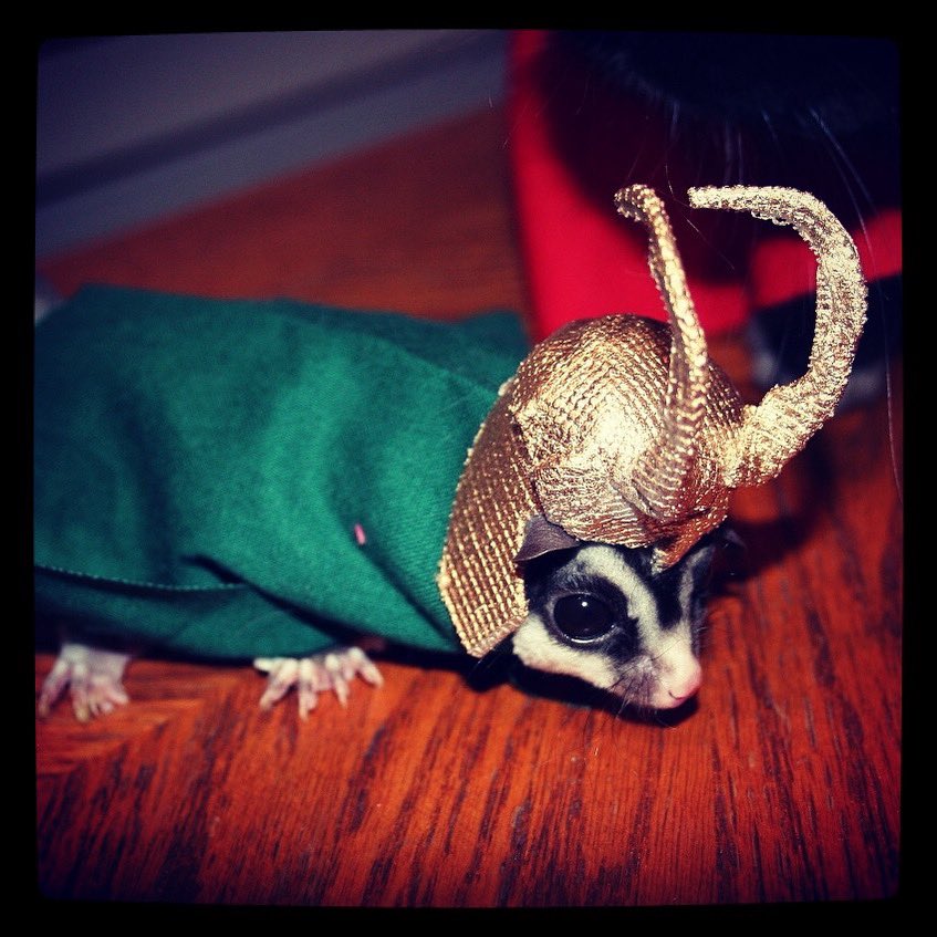 Maybe in another timeline, my little variant #loki is still peeing on everyone’s hands and causing mischief. If not, he’s surely doing so in pet Valhalla. #sugarglider