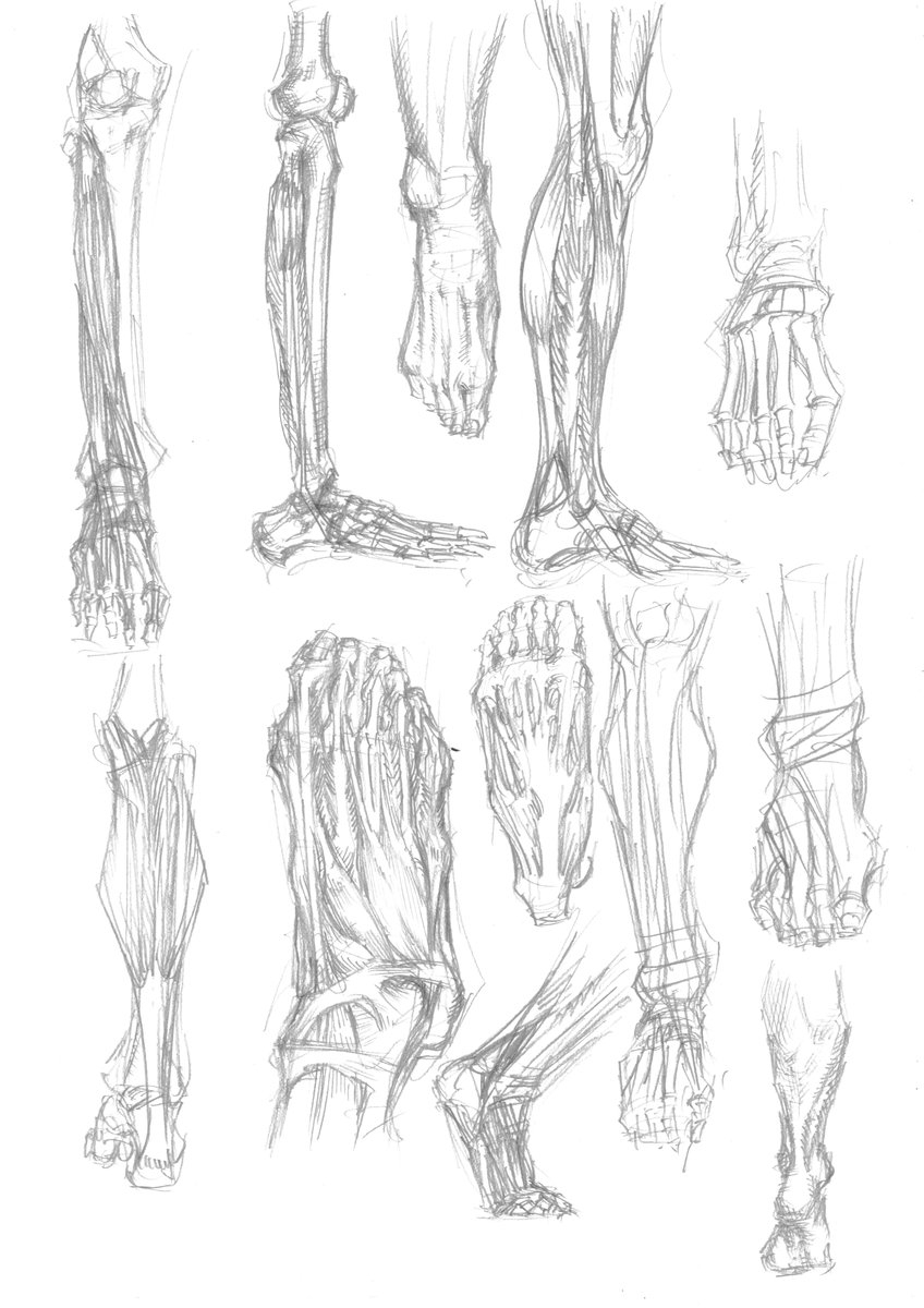 今日のホリエ
足先の筋肉、腱に覆われすぎてて難しかった。まだ分かってない。
明日は足先の筋肉とふくらはぎの筋肉を繋げて覚えて、膝下を分かりたい。
骨が大きくて筋肉が細かいところは覚えにくい。でもマスターしたら一番えっちに描ける部分だと思うので、えっち足描きたい。がんばってね