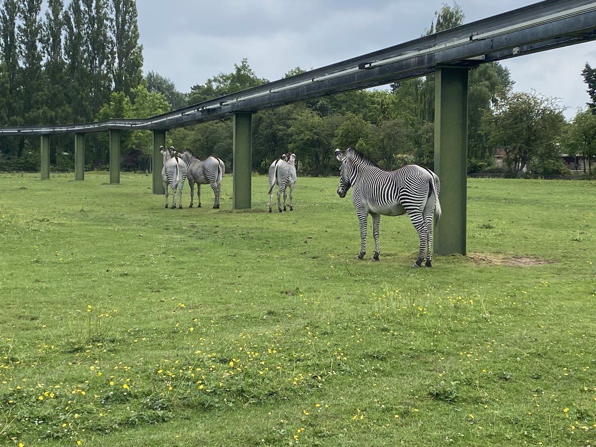 MrWakef's tweet photo. Always have the best time at @chesterzoo ! 74 children in smaller bubbles and countless adults. #TeamCharlies @StCharlesHadfie @SRSCMAT #chesterzoo #schooltrip https://t.co/lqlzDImafE