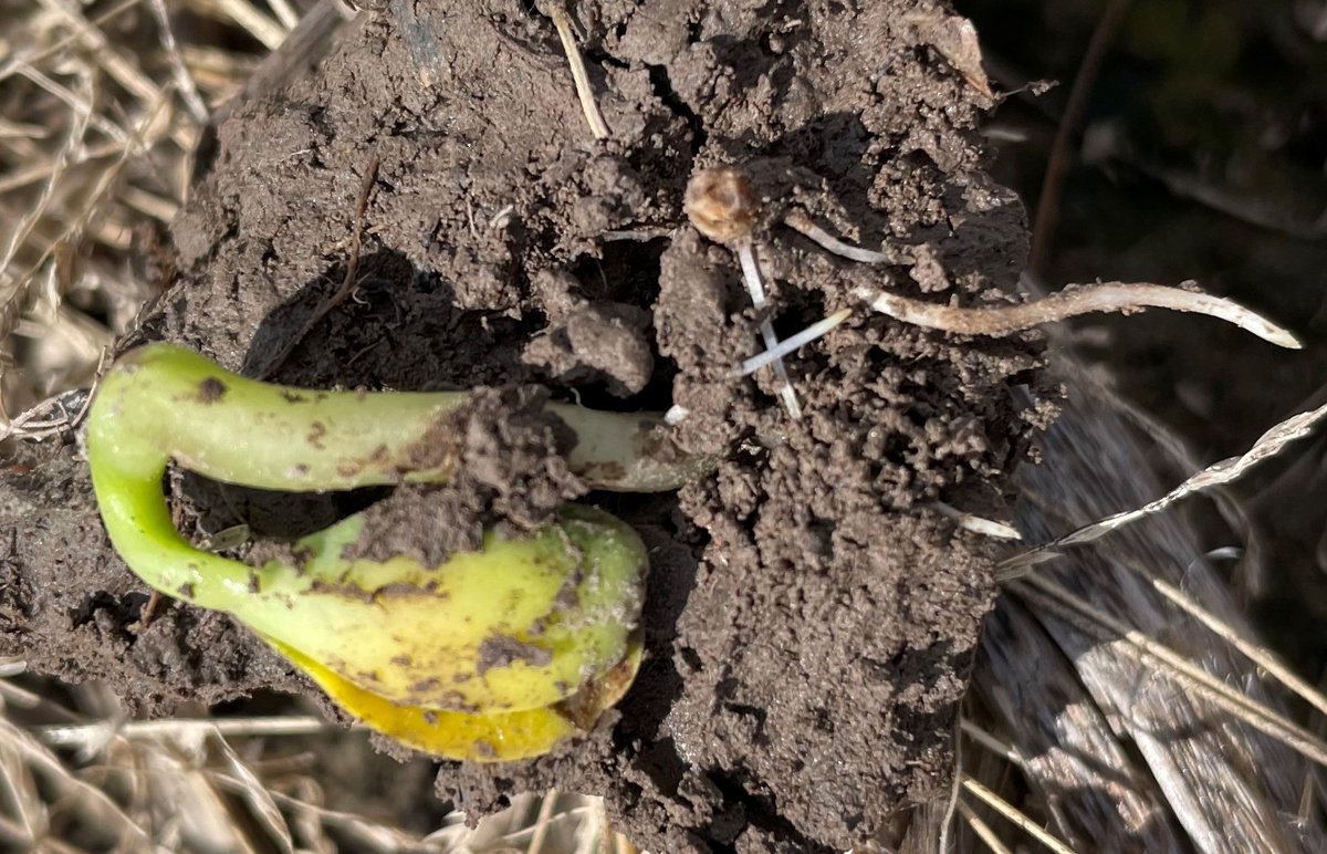 MUExtension's tweet image. All of this rain is setting the stage for root rotting diseases in corn, soybean &amp;amp; wheat. Farmers may consider replanting if stand loss occurs. An MU Extension guide will help guide that decision. ow.ly/Slrq50FmMlF.
#ExtendMU #missouriag #missouriagriculture #missourifarmer