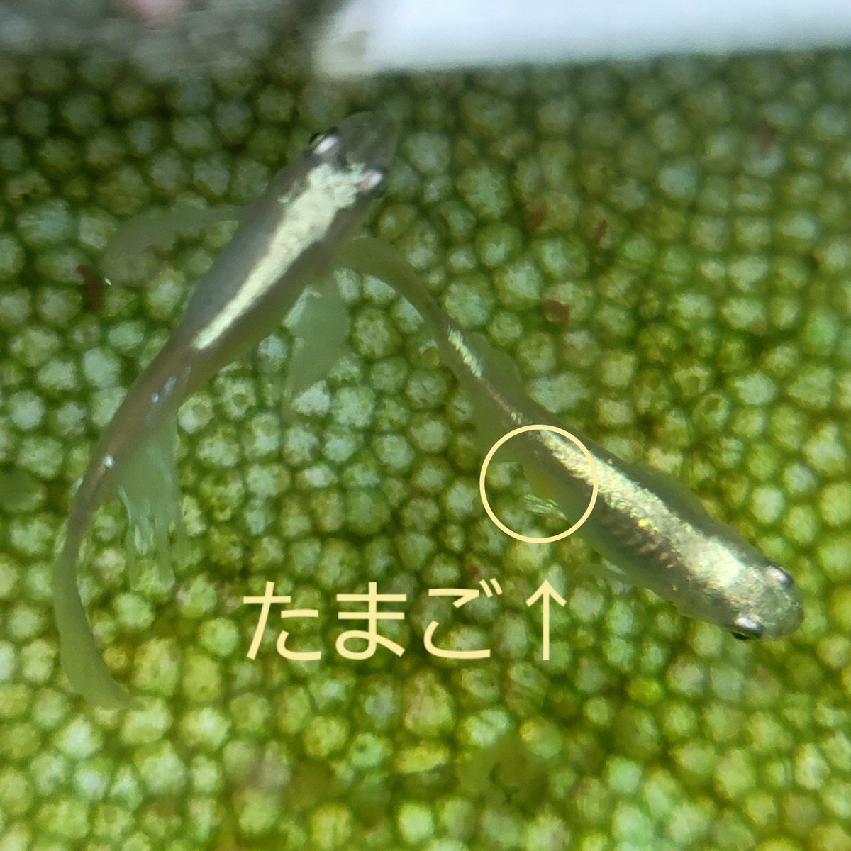 メダカあるある