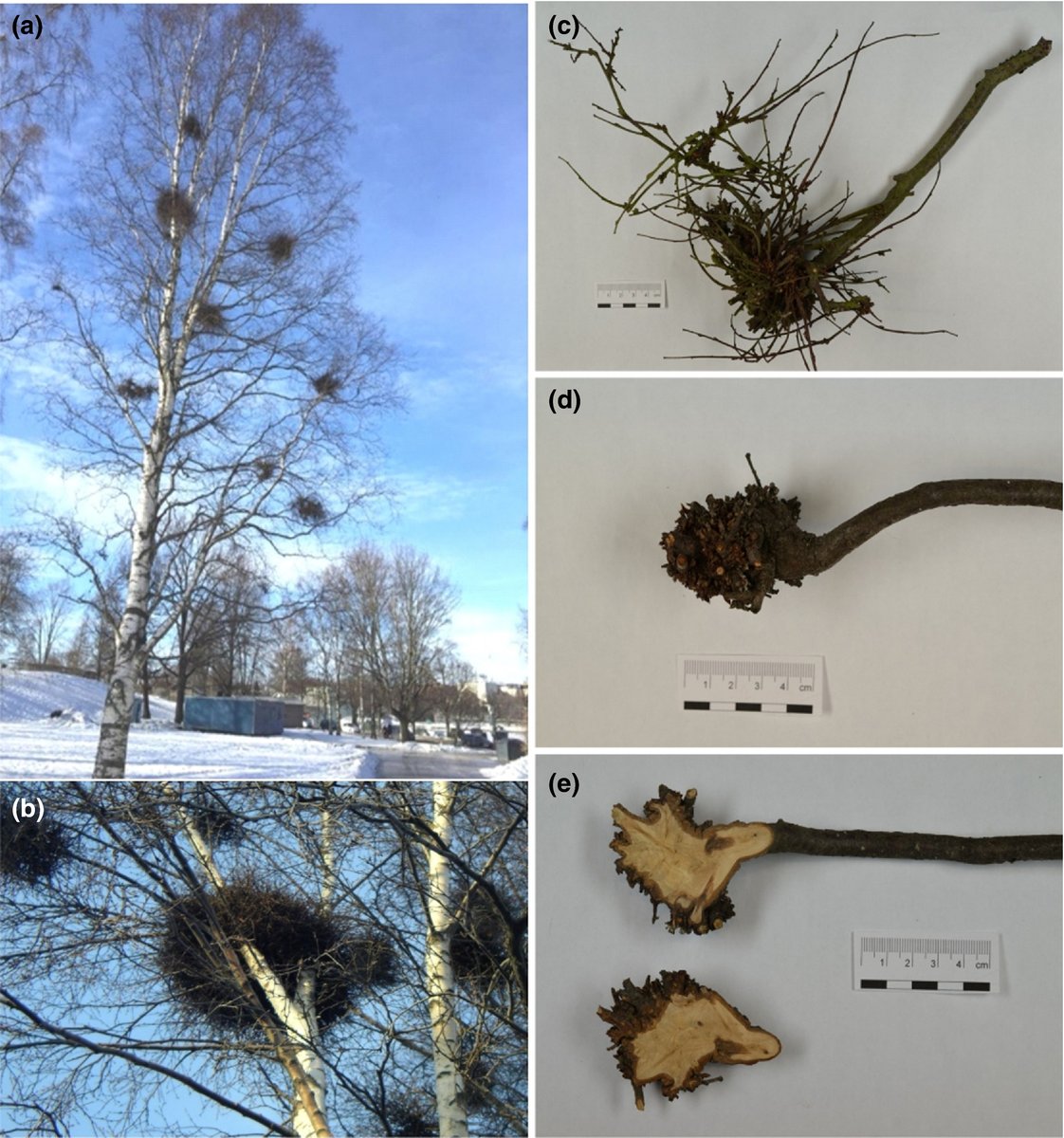 Congrats to Margaretta Christita on her paper: 
Genetic resistance and tumour morphology in birch infected with Taphrina betulina.
https://t.co/PJdsAokyCi  @viikki_plants @OEB_Helsinki @helsinkiuni @wileyplantsci 
funded by @LPDP_RI @MetsatSeura
 and @SuomenAkatemia. https://t.co/fpK42tjILd