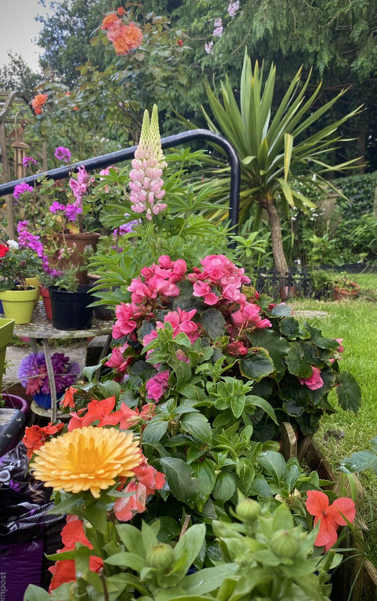 jandhenderson's tweet photo. 1st July and the garden seems to have caught up with Summer after a slow start. Some great clashy colours this year.. https://t.co/owD4vok9ow