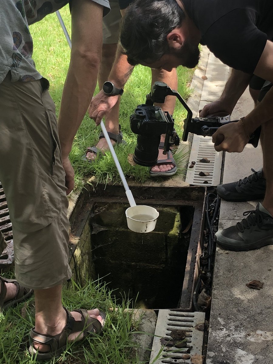 aedescost's tweet photo. New day, new records!!! 🎥
Keep following with the workshop on how to correctly survey mosquito 🦟 
Today we were visiting some houses to check door-to-door #CitizenScience https://t.co/9ZfDSrXH9F
