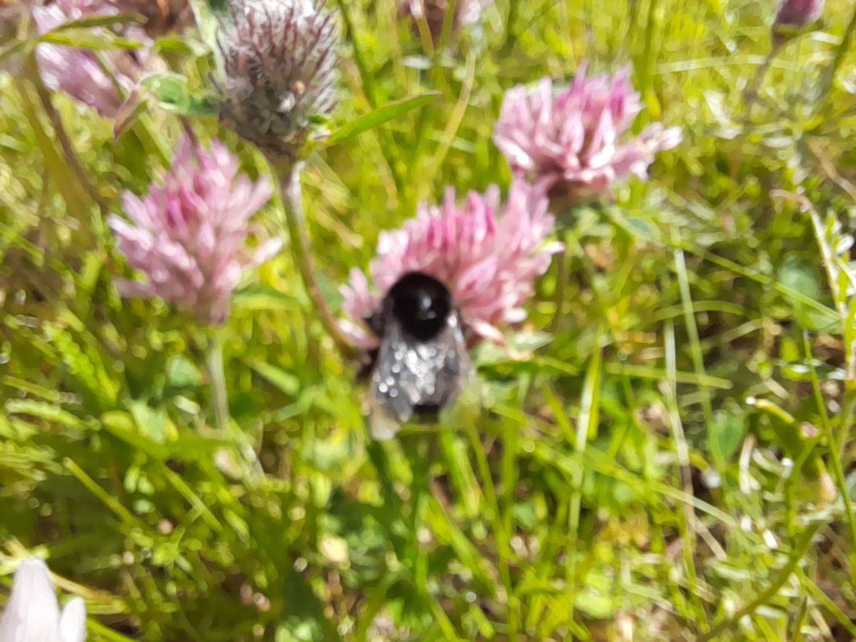 Galway City Council Parks staff manage areas across the city under The National Pollinator Plan. 

They are valuable habitats for our pollinator butterflies and bees populations providing them with feeding and breeding habitats. #YourCouncilDay