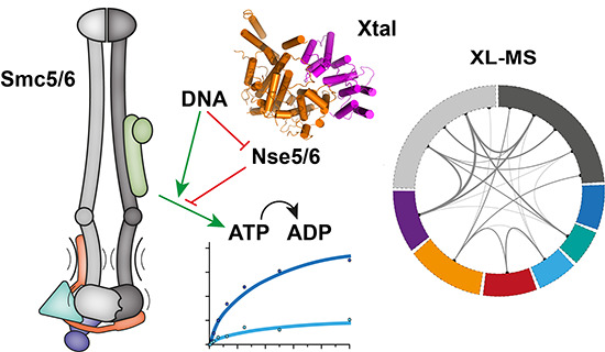 embojournal's tweet photo. New insight into the architecture and regulation of #SMC5/6 complexes by @TaschnerMichael et al @Gruber_Lausanne @DMF_UNIL - with #Nse5/6 subcomplex role in DNA substrate selection via #ATPase inhibition
https://t.co/Tm4qdSMCw9 https://t.co/HULYCVOEeF