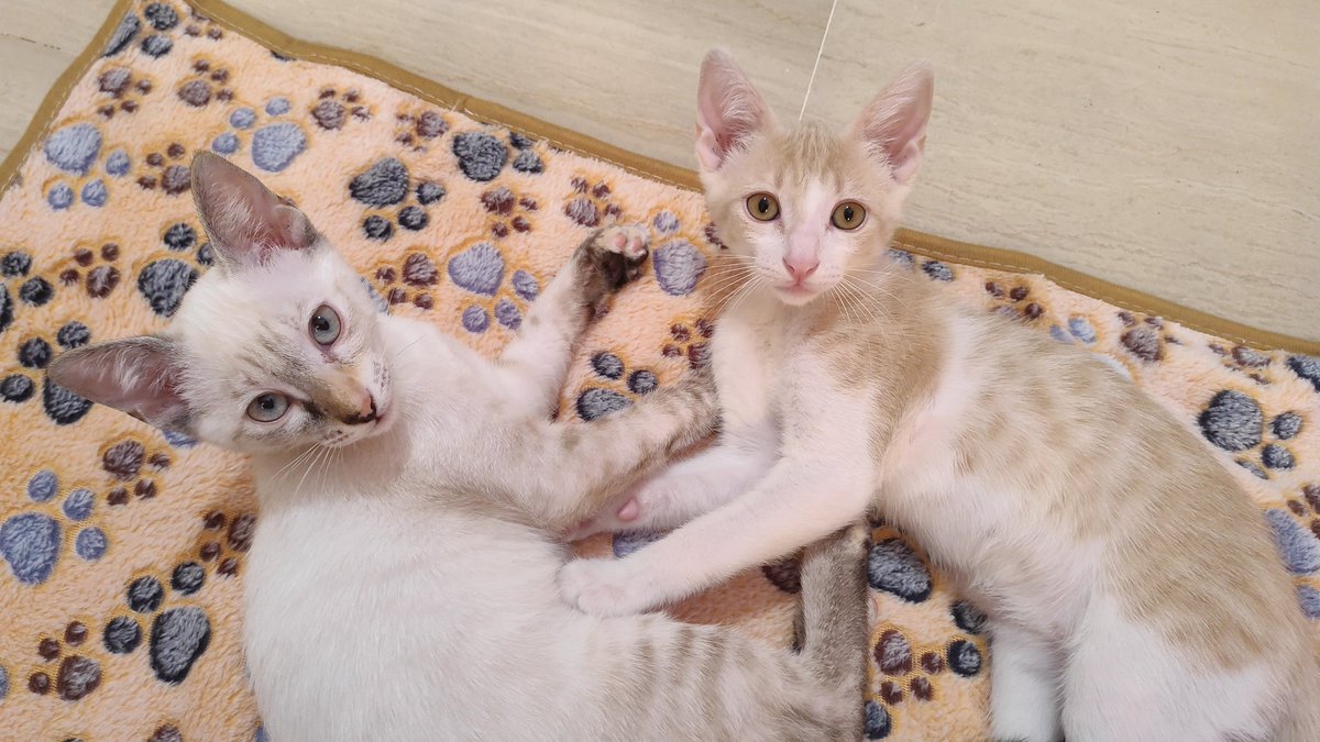 Reah_Ofi's tweet image. El motivo de este tweet es solamente para dejaros una foto de mis bebés. Gracias por su atención 💗