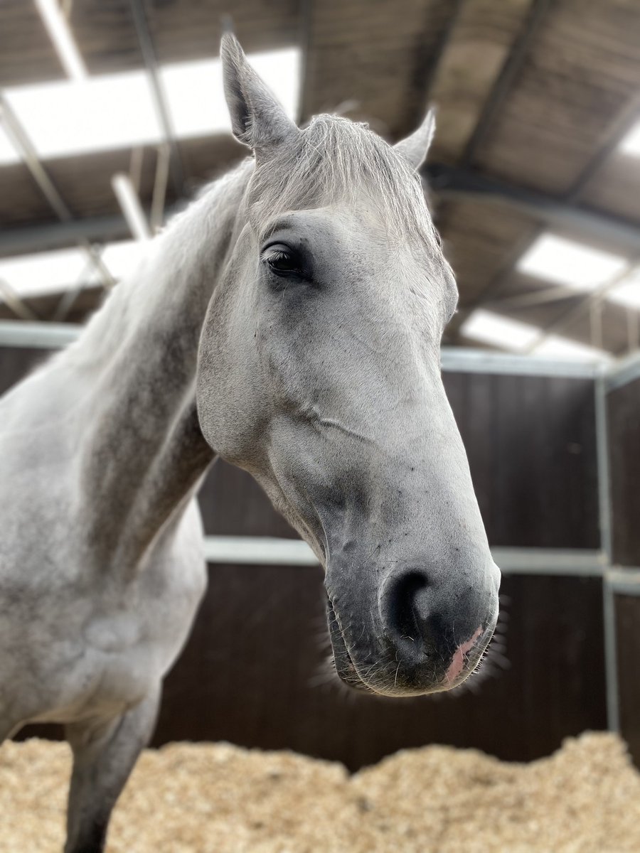 Coral in good shape after yesterday’s win <a href="/WorcesterRaces/">Worcester Racecourse</a>
