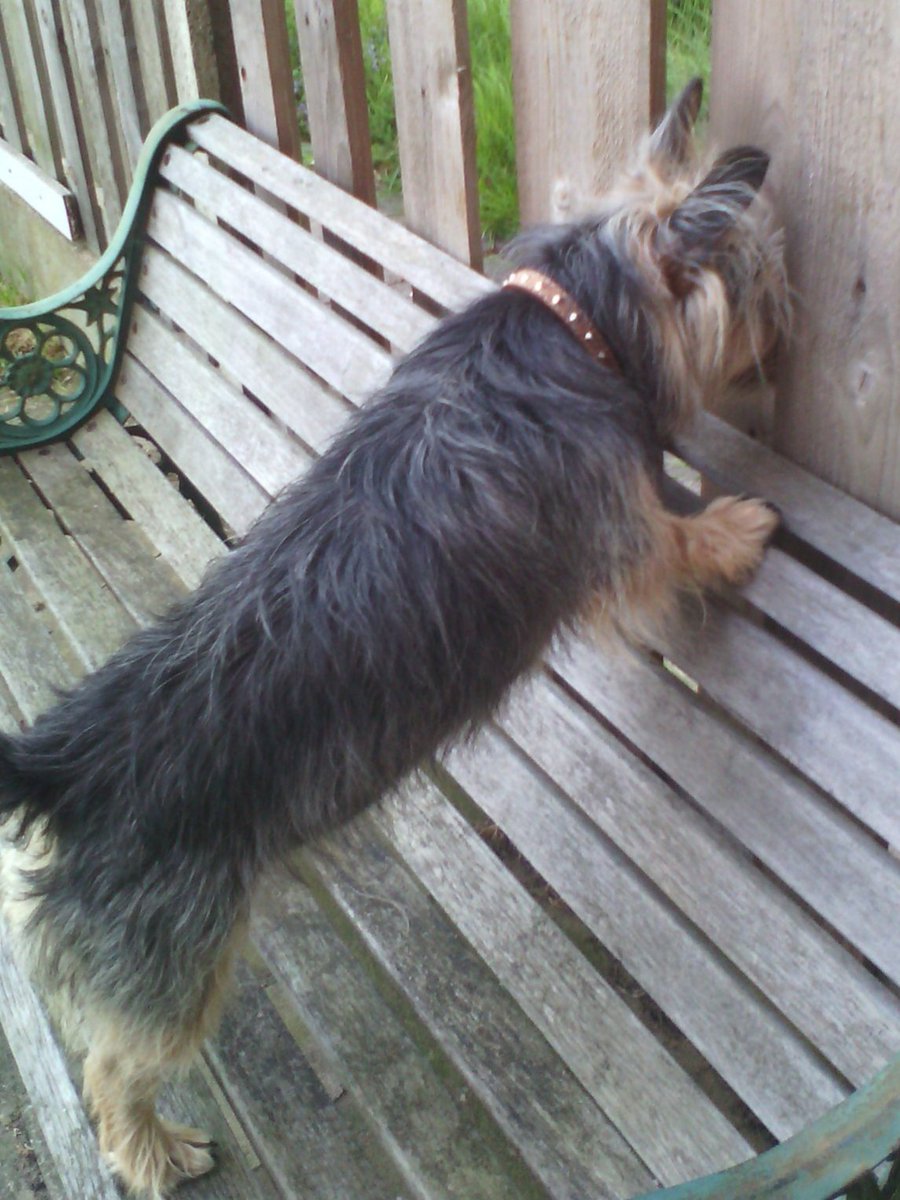 jennystape's tweet photo. Throwback Thursday when I was doing a bit of neighbourhood watch next door. 
#ThrowbackThursday #BovverBoys #NoseyParker #StickyBeak https://t.co/vk6cyO6Lq4