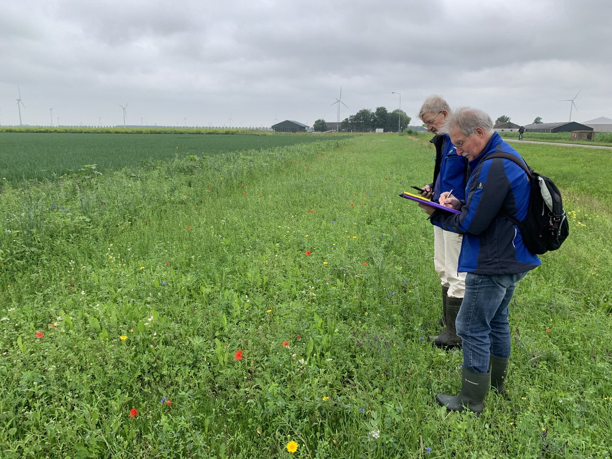 BNFlevoland's tweet photo. Herman en @akeijzer, onze veldmedewerkers beoordelen de 16 verschillende #akkerrand mengsels op het demo veld bij @harrysfarm . Eerste bloemen in bloei. #biodiversiteit https://t.co/EhWArCucrU