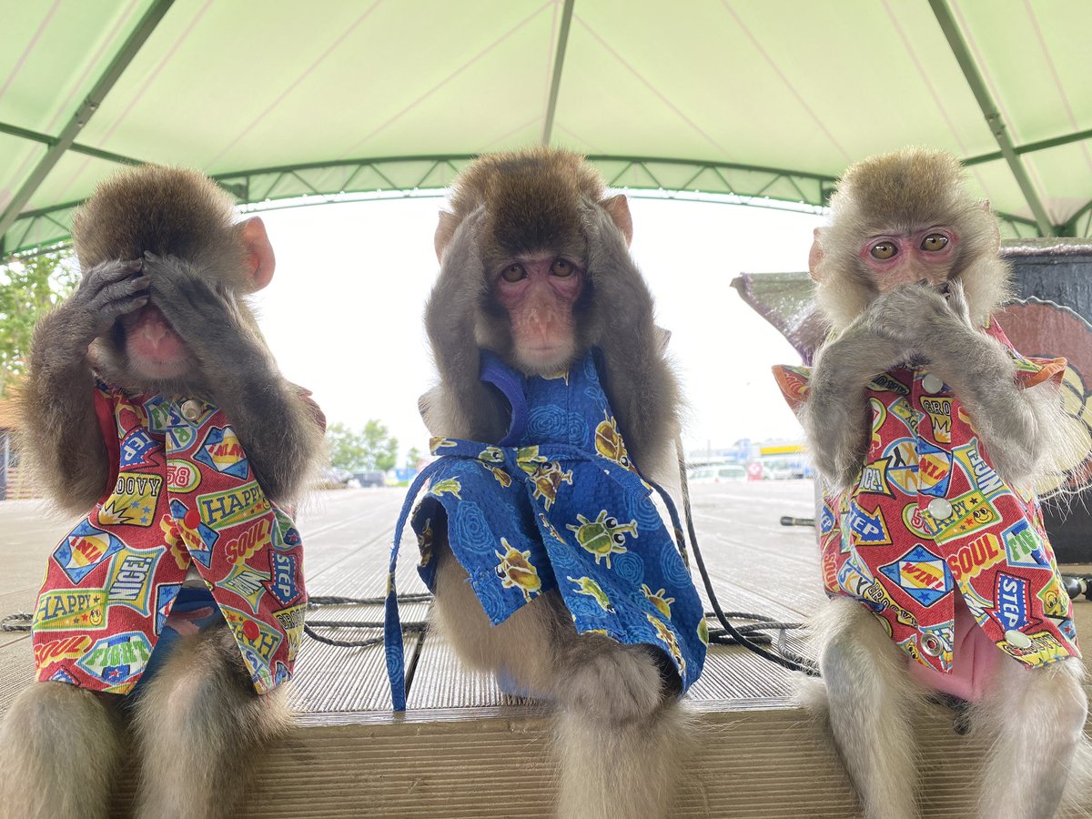 利美トレーナー tweet media