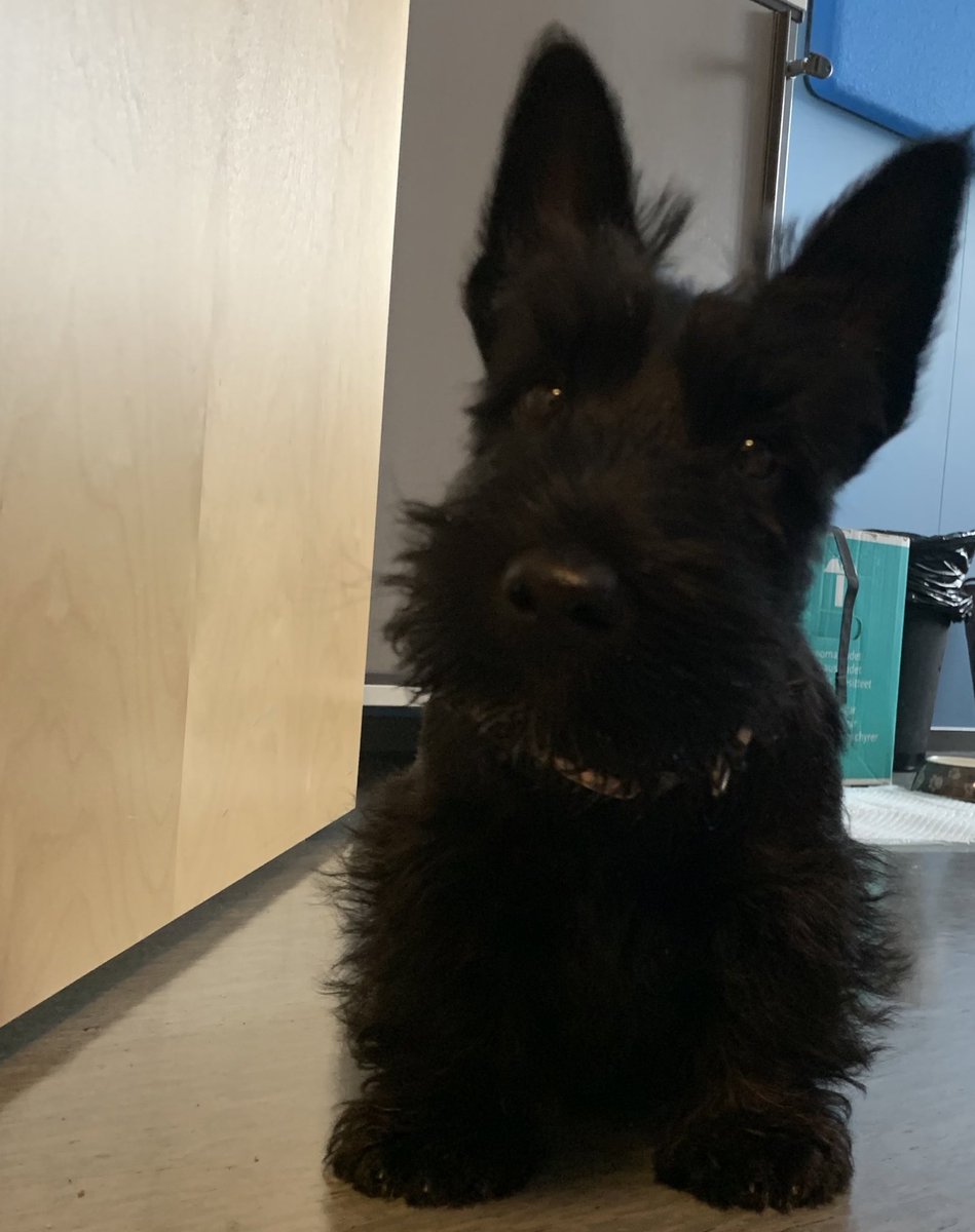 At the office 🐶💡#TyyneTheTerrier