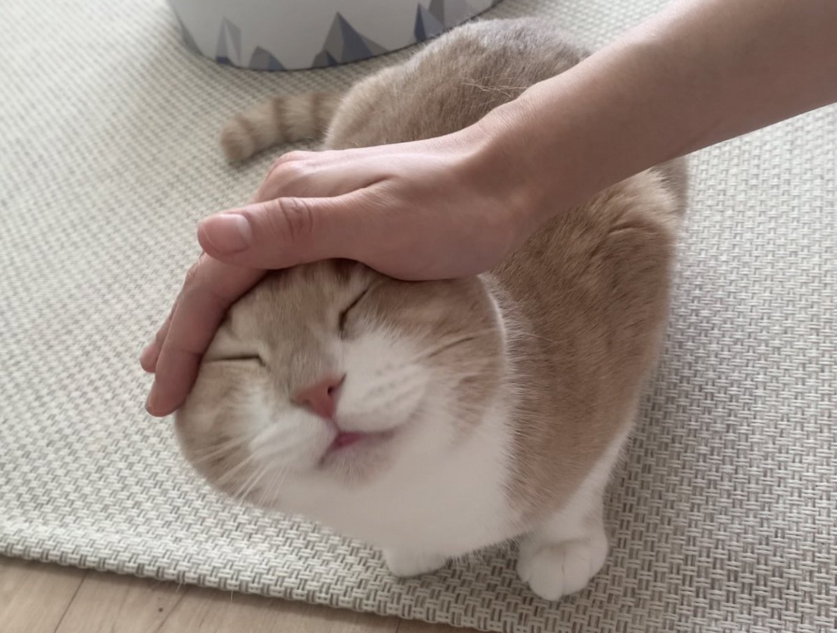 쓰다듬에 매우 만족