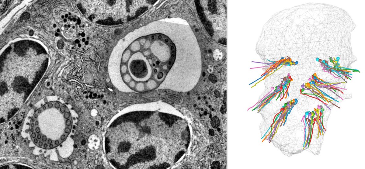 #Platynereis #chaetae for #PolychaeteDay. #EM micrograph shows 2 chaetae, with a joint on the right. 3D reconstruction shows all chaetae in the 3-day-old larva. For more info see suppl. biorxiv.org/content/10.110… catmaid.jekelylab.ex.ac.uk/11/links/chaet…
#PlatyEM