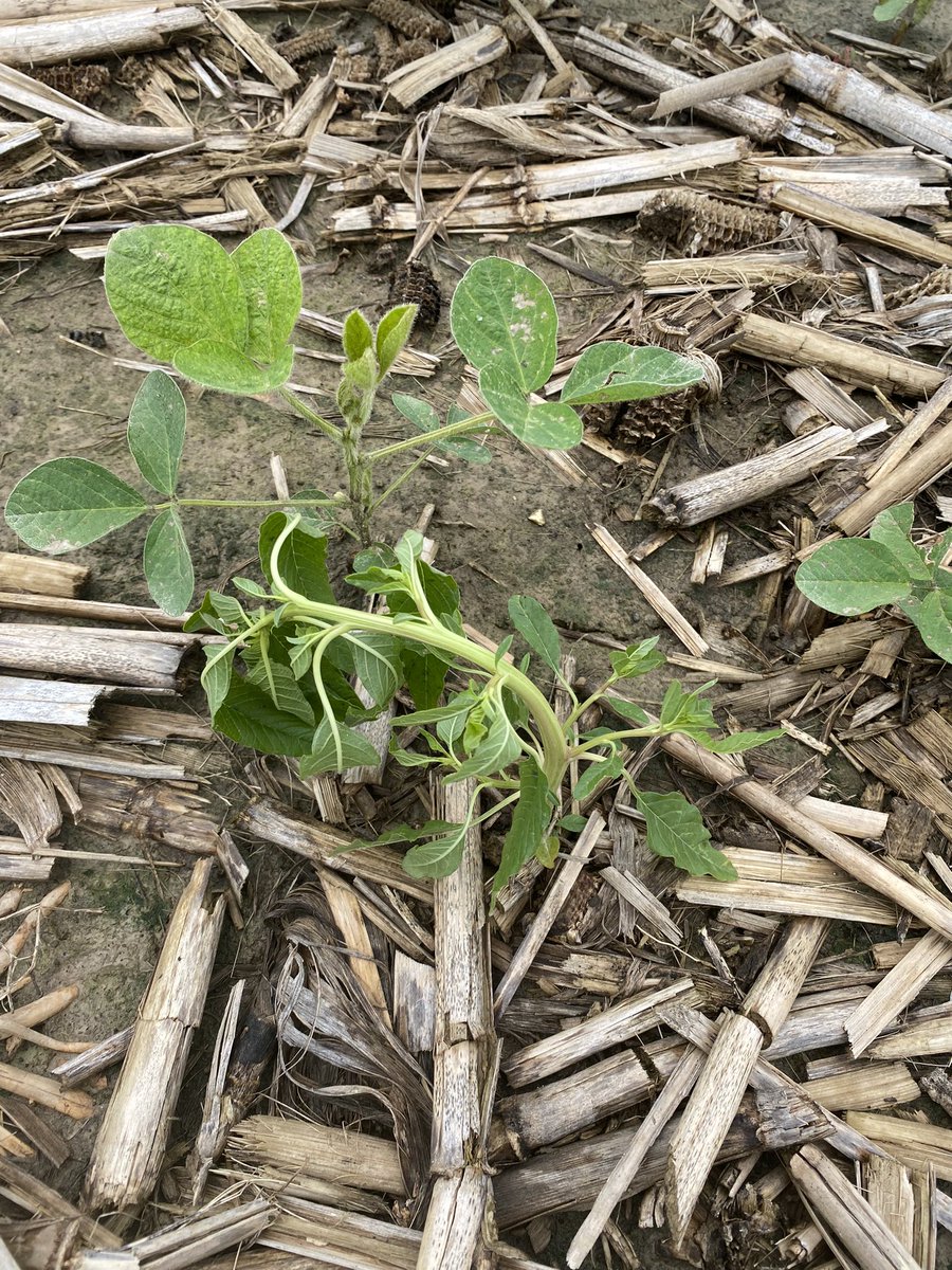 July 1 epinasty brought to you by the #FreedomToSpray <a href="/PioneerSeeds/">Pioneer Seeds U.S.</a> #EnlistE3 soybeans