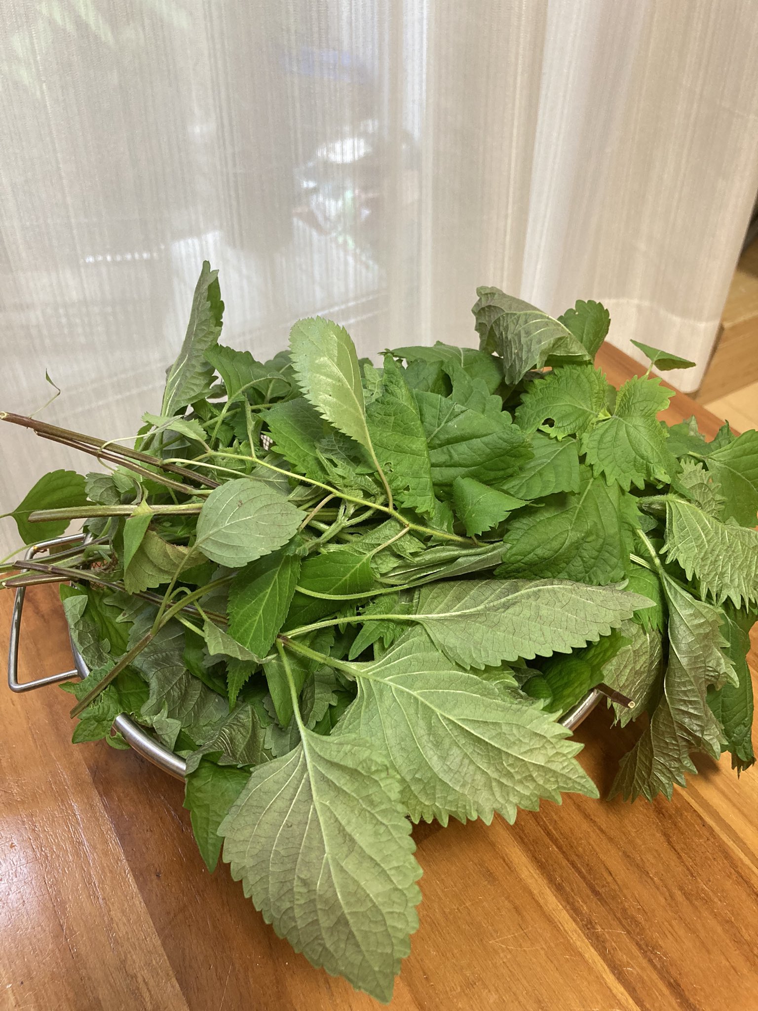 Aozoragreen シソは種をお庭へパラパラするだけで 勝手に自生するようになります 放っておくと シソジャングル になるので 時々大量にカット 刻んでちりめんと炒めると 美味しいふりかけになります シソ パラダイス 大量に 嬉しい シソ