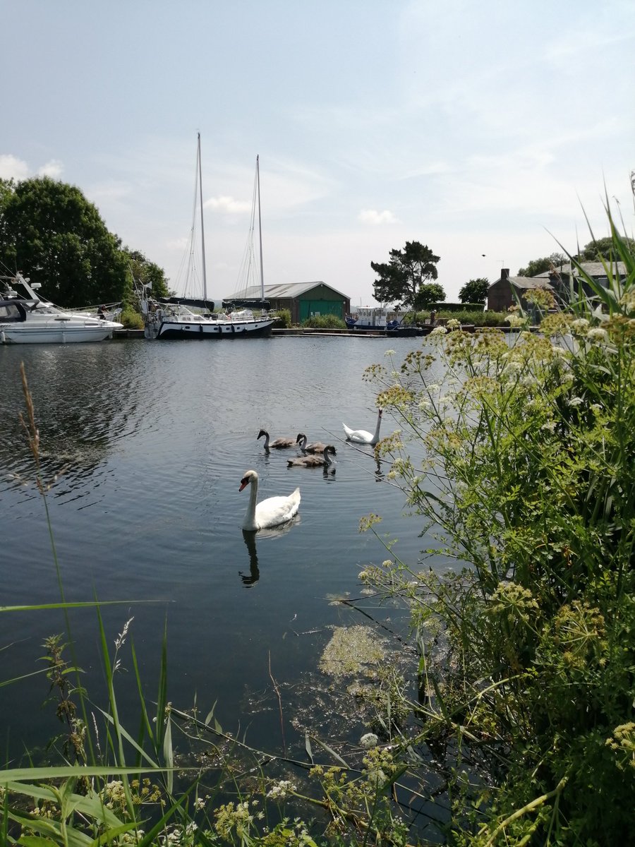 PascaleExeter's tweet photo. I always have a thought for @HarryMcCarthy and @_drsang when I see signets on the Exe #ReadingWalk https://t.co/Y3gTx0P1sb