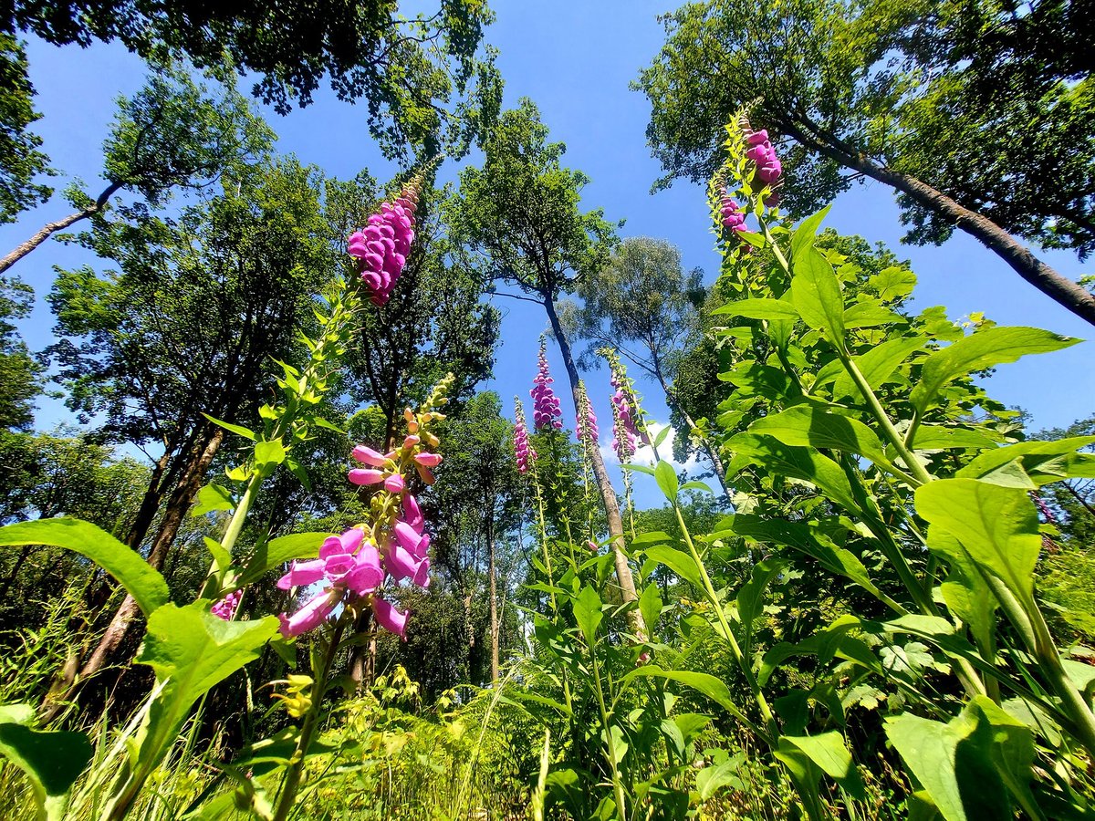 Visit the Forest of Dean & Wye Valley tweet media