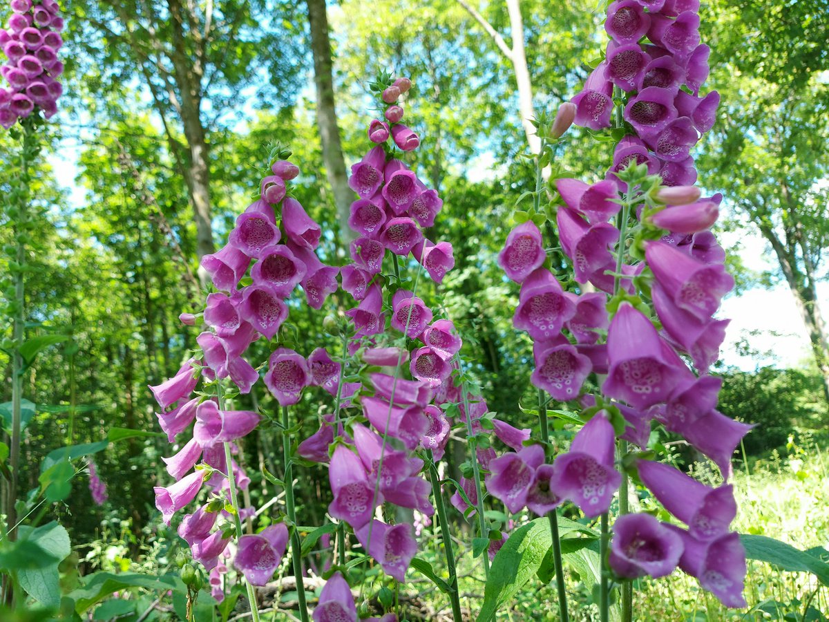 Visit the Forest of Dean & Wye Valley tweet media