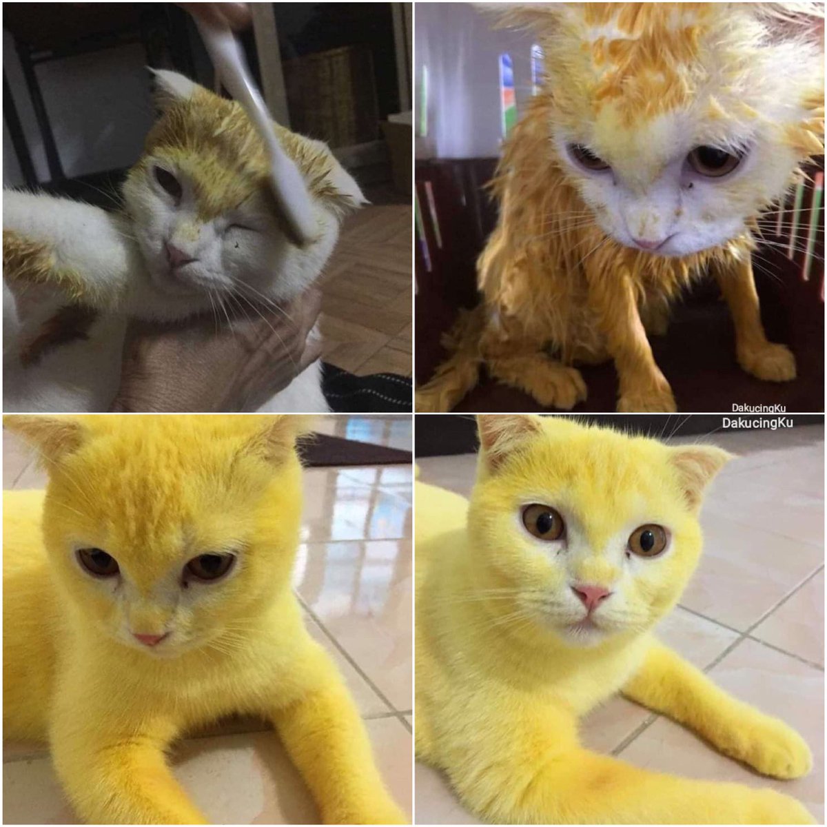 herbatilegroup's tweet photo. Katanya kunyit juga bisa membantu menyembuhkan penyakit jamur pada kulit kucing lho.. Tapi kasihan ya kucingnya jadi pikachu😭😭😭😭😭 Apa sobat Herbatile ada yang mau coba juga?

#jamu #herbatile #jahemerah #jahe #kucing #funny #meme #sereh #rempahan #jahemerah #meme #rempah https://t.co/Xlxgc1u7RY
