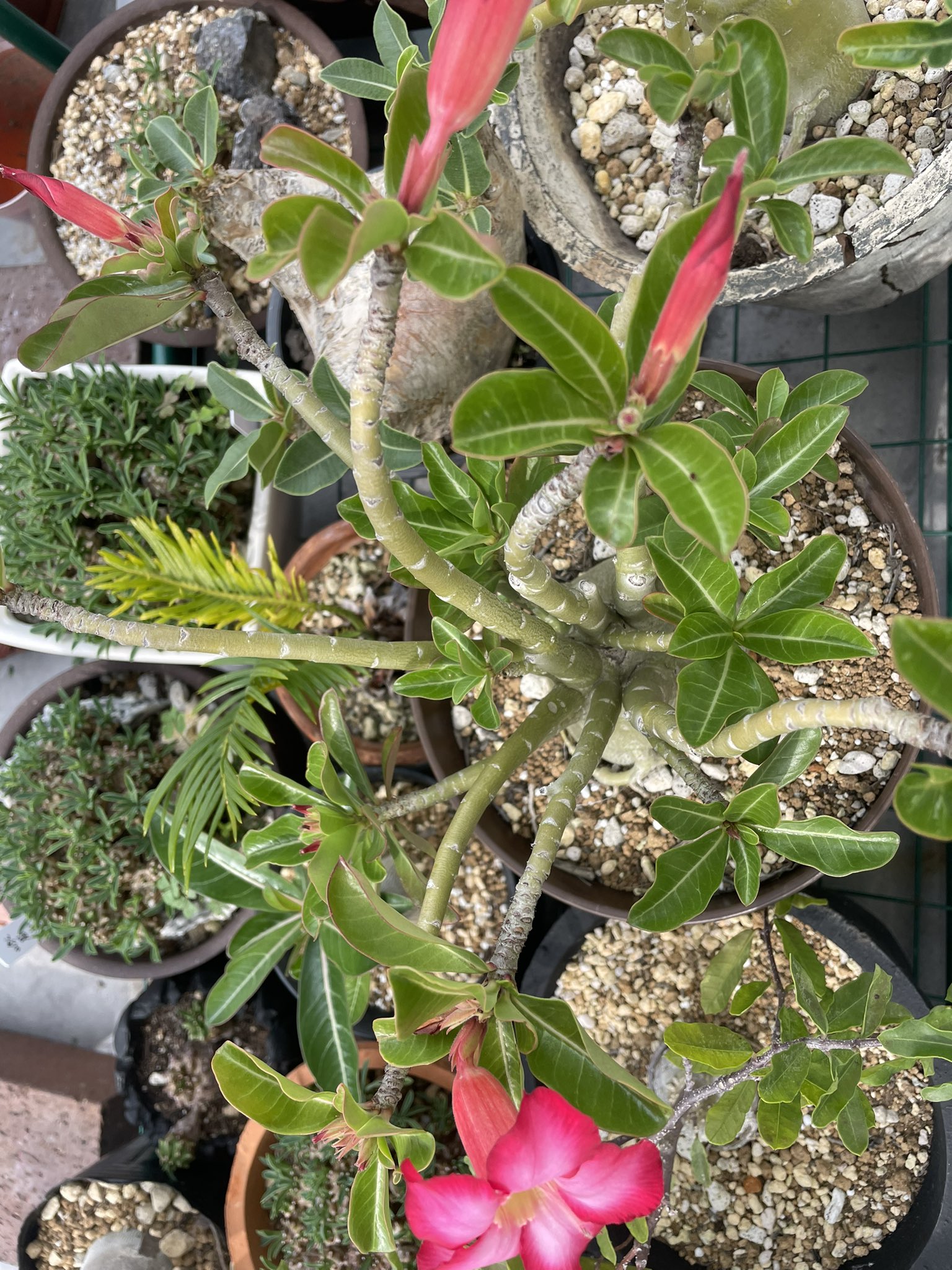 ゴロ 18年にアデニウム アラビカムとして購入したアデニウム 毎年この時期から秋まで花を咲かせてくれます まだ種を採集したことがないので 今年こそ取れると良いな T Co Iefuabpcw7 Twitter