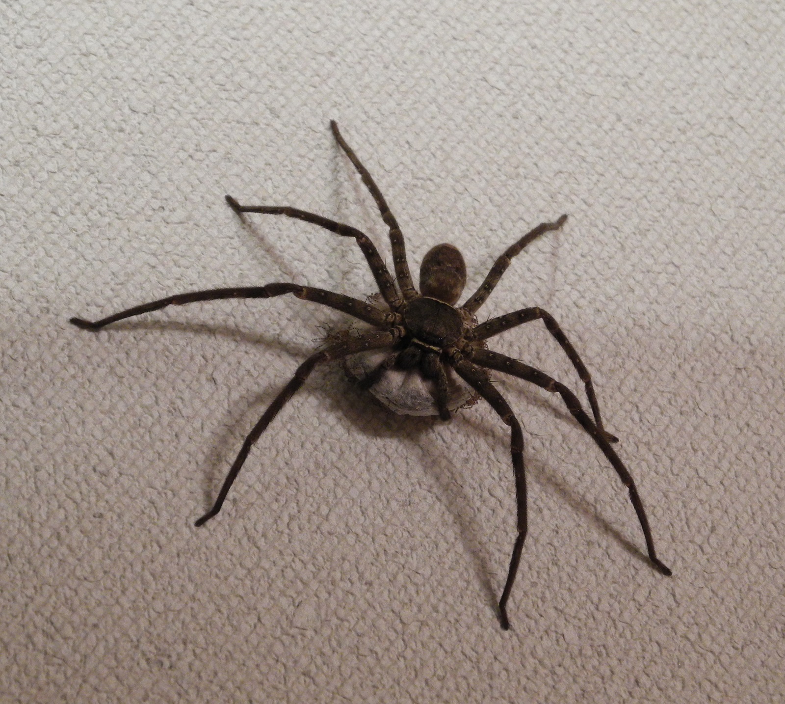 Han01a 夕食を終えて歯を磨いていると 脱衣場の壁に 差し渡し10cmほどの大きなアシダカグモが居ました 腹の下には 大きな卵嚢を抱えているようです 今後もゴキ退治をよろしく ｗ T Co Goeqstbis9 Twitter