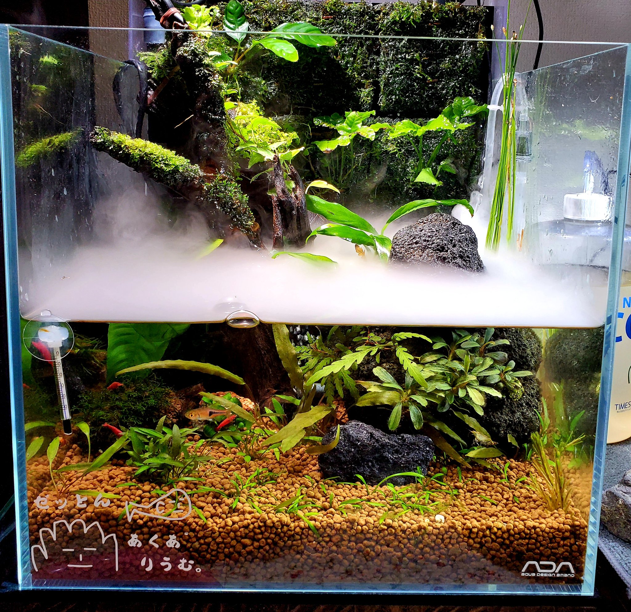 侘び草ウォール （水槽用） No.220