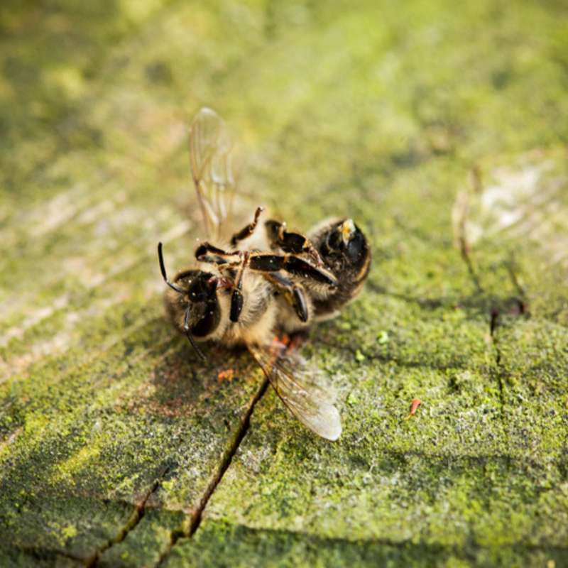 Greenpeace_ITA's tweet photo. Api: vive o morte, dipende anche da noi. Firma per dire no all’uso dei pesticidi che minacciano la vita delle api!