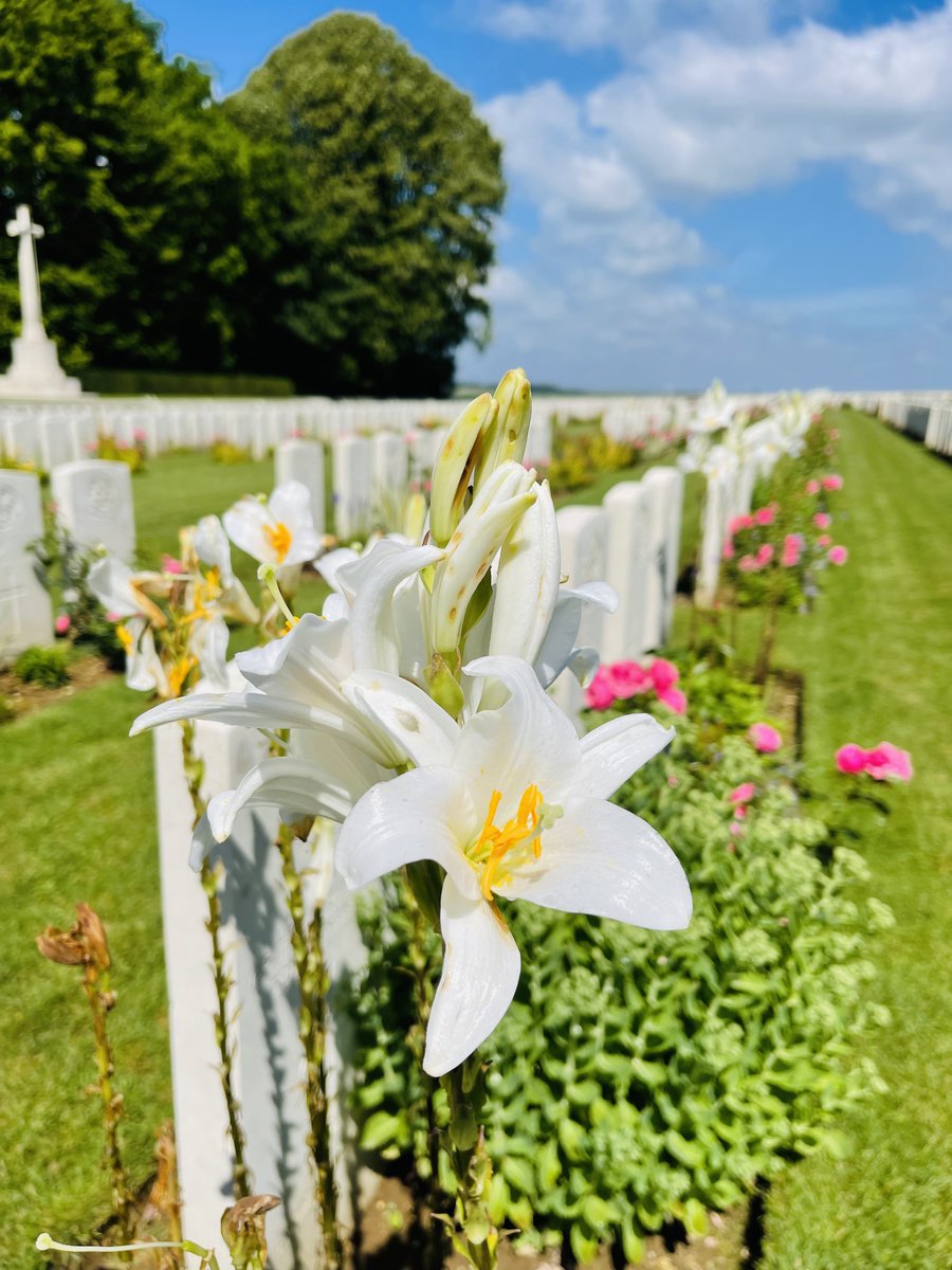 valentinpst's tweet photo. Beautiful colours here at  Connaught cemetery ,Thiepval 🌹 https://t.co/RV8Oy30gO9