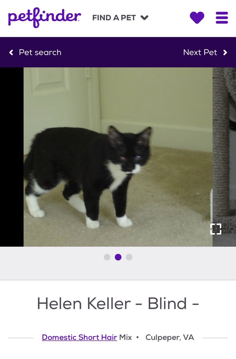 petfinder names (@petfindernames) on Twitter photo 