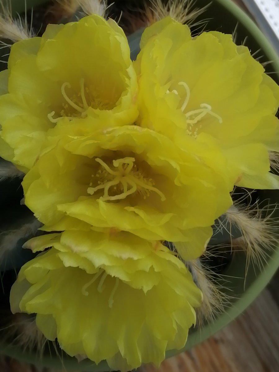 MiekeDeWaal1's tweet photo. Twee bloeiende cactussen! Dit jaar helaas minder bloemen dan voorafgaande jaren. #cactussen https://t.co/YLCYoc19gl