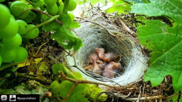 Cosas que pasan en las viñas...